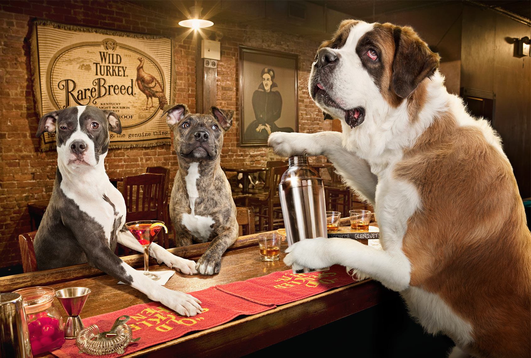 Dogs Drinking